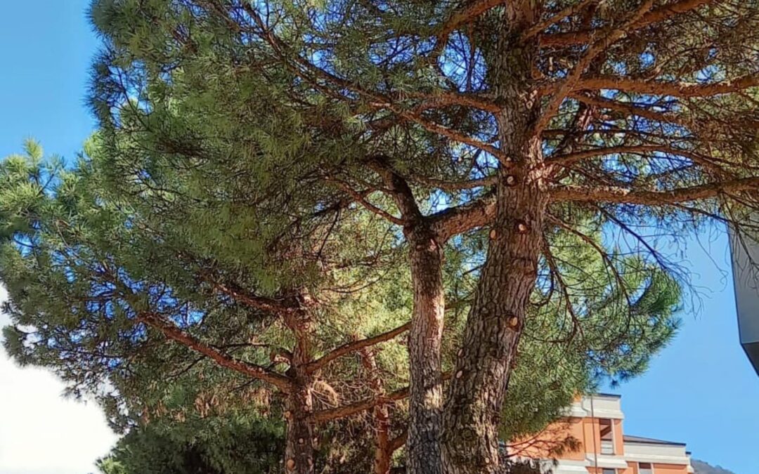 Prosegue lavoro sistemazione del verde pubblico