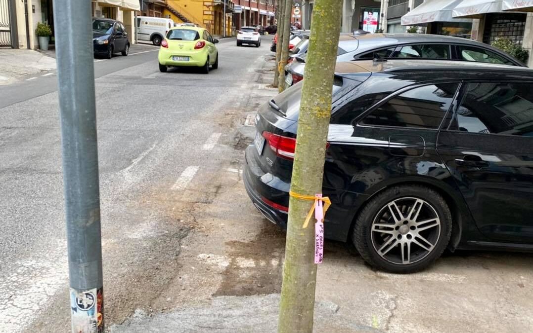 Piantati i nuovi alberi di Via Matteotti