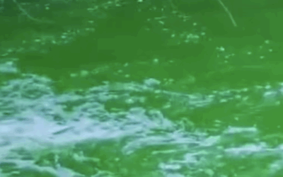 Esami in corso sul torrente Gobbia tramite colorante verde